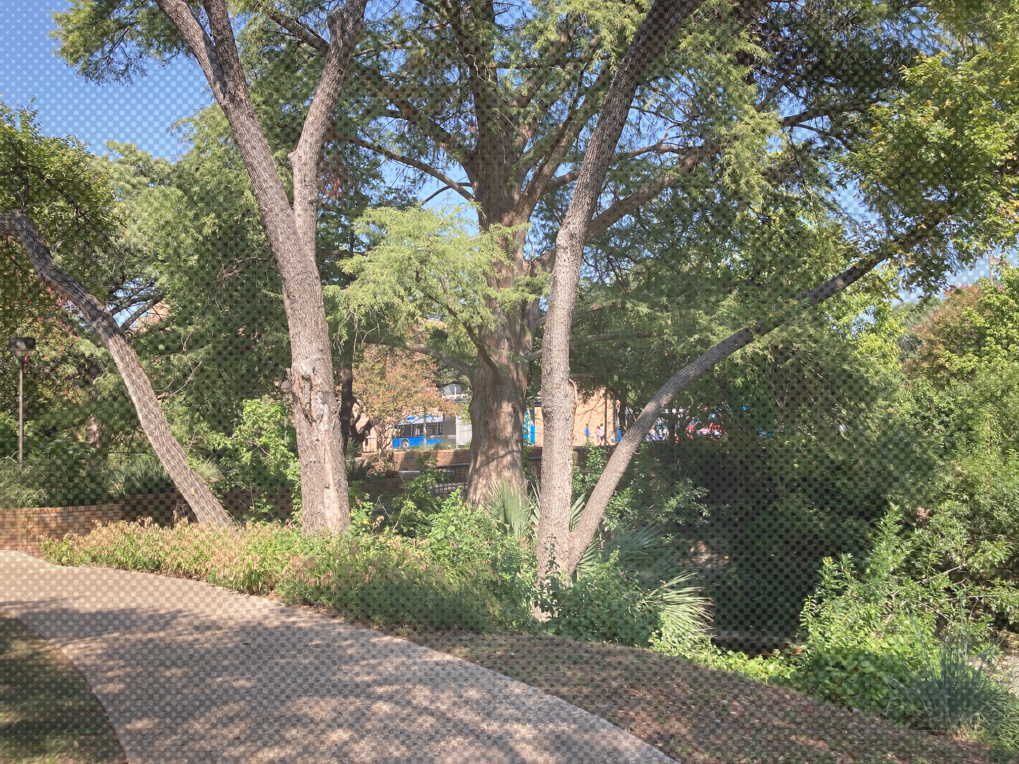 A picture of the start of the plant walk